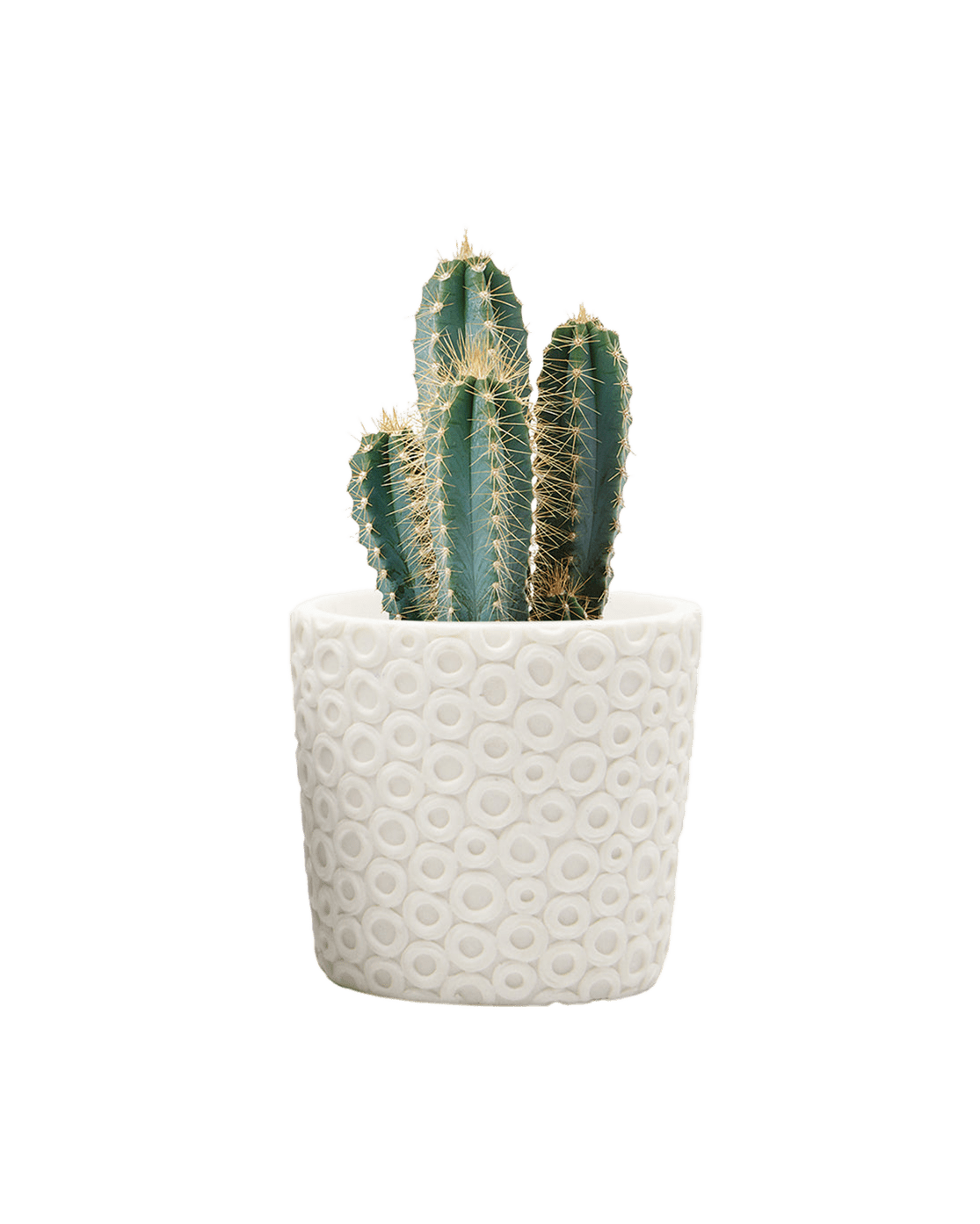 Stagma Resin Planter Pot - Chive UK