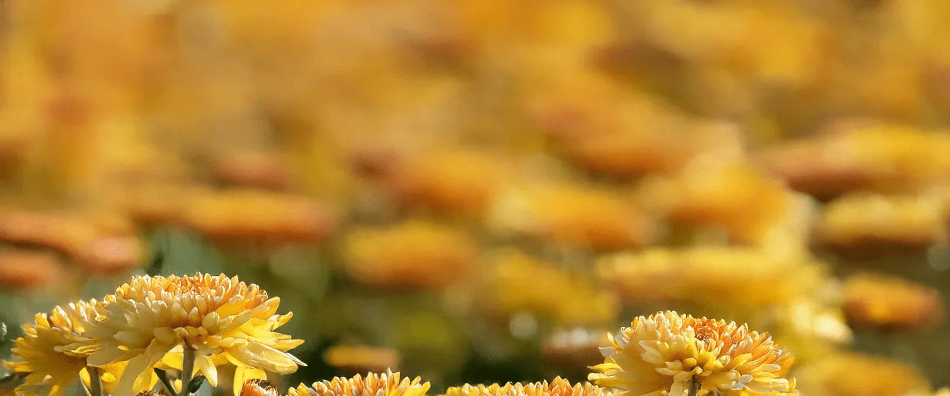 What is My Birth Flower? : November - Chive UK