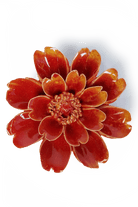 Orange Yellow Paris Daisy - Chive UK
