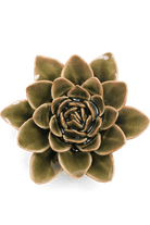 Olive Green Echeveria - Chive UK
