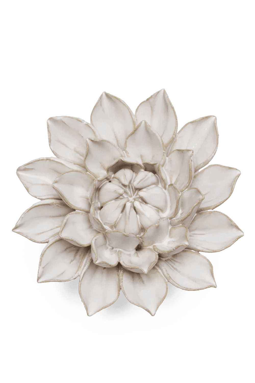 Ivory Monch Aster - Chive UK