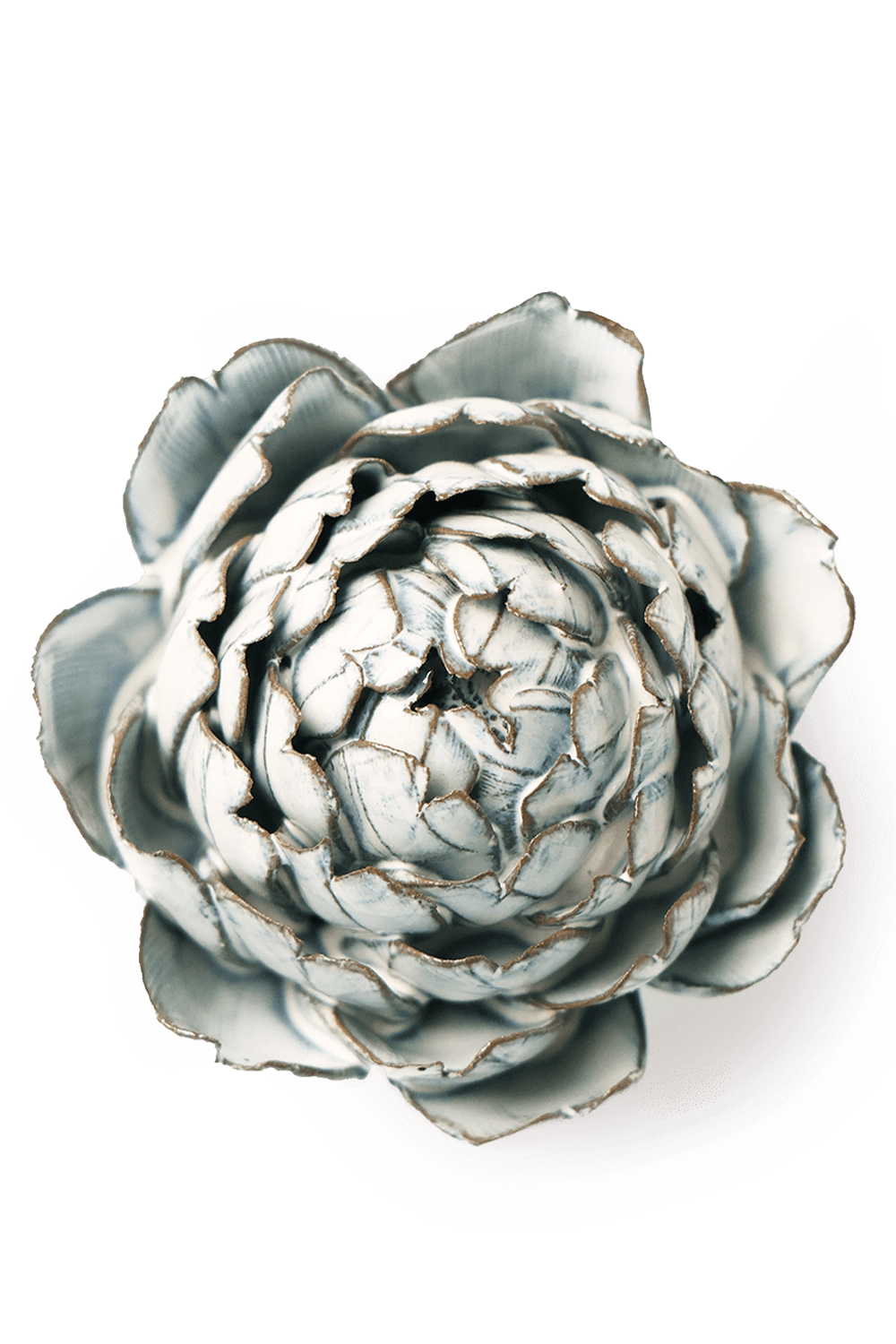 Blue White Queen Protea - Chive UK