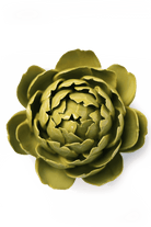 Chartreuse Queen Protea - Chive UK