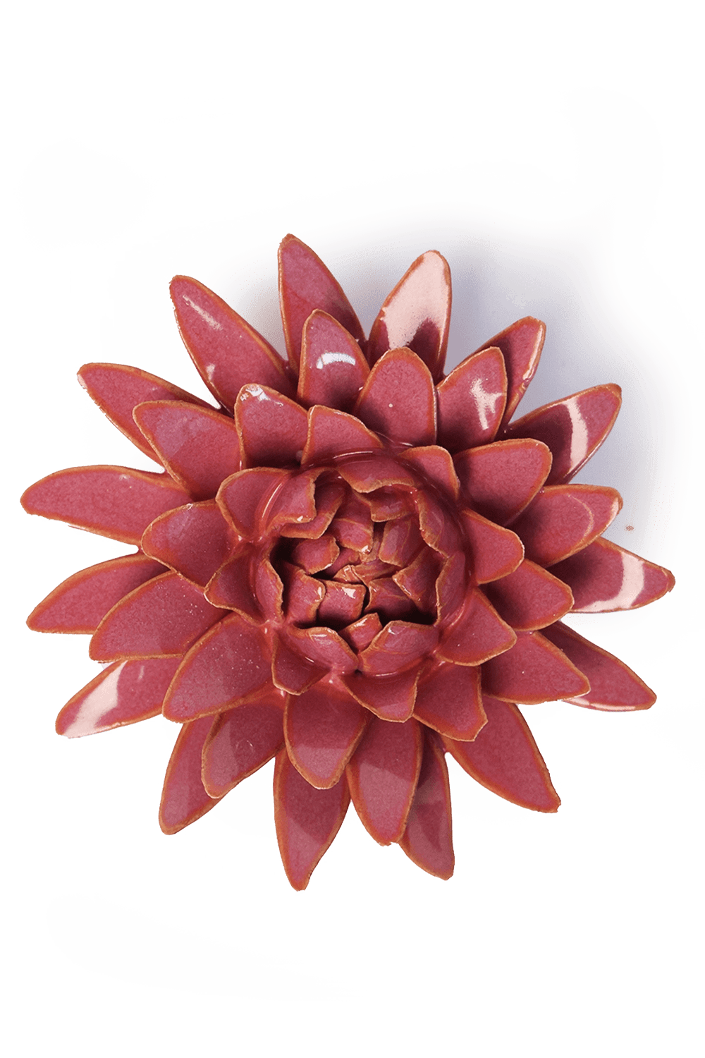 Blush Pink Strawflower - Chive UK