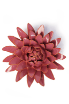 Blush Pink Strawflower - Chive UK