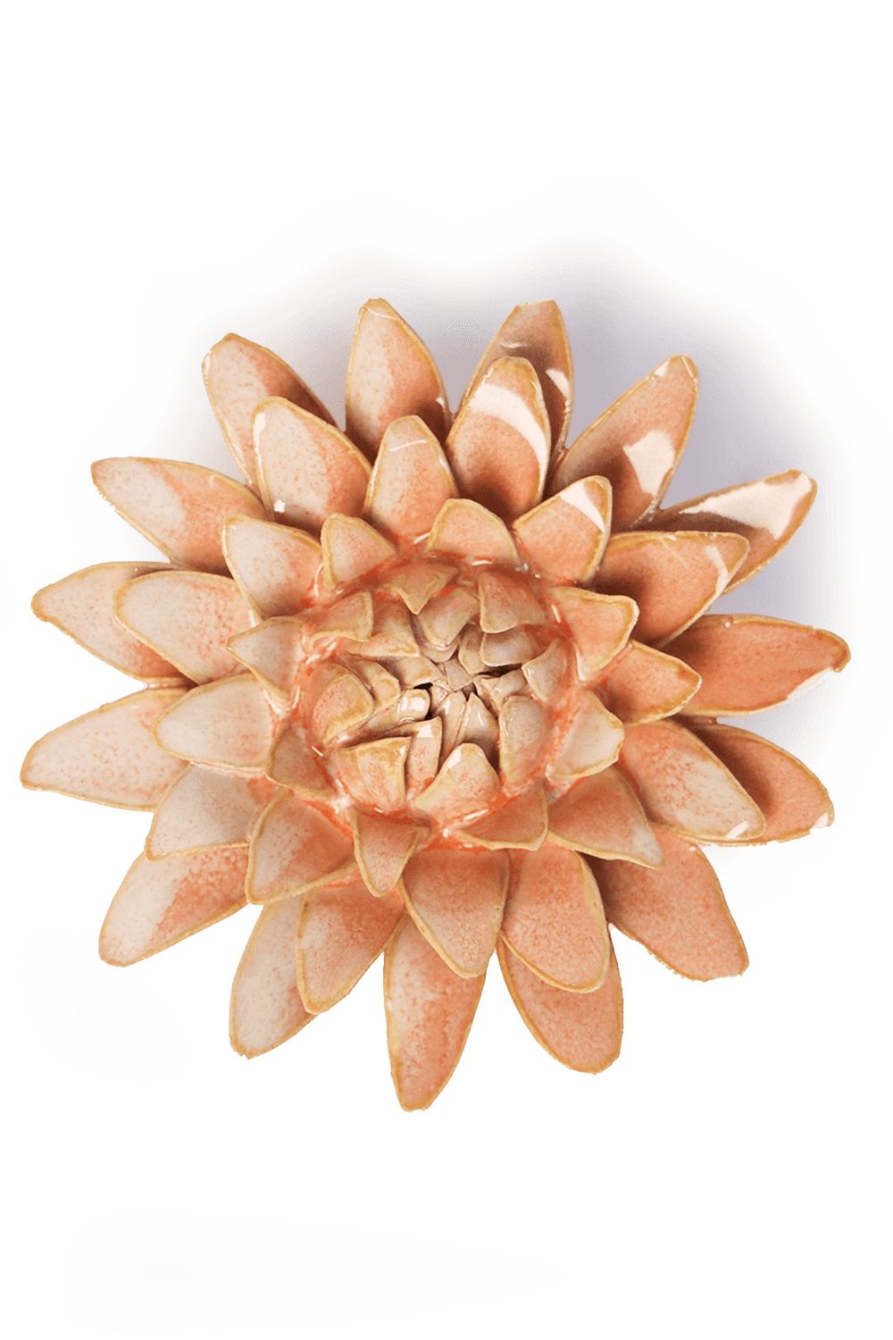 Peach Pink Strawflower - Chive UK