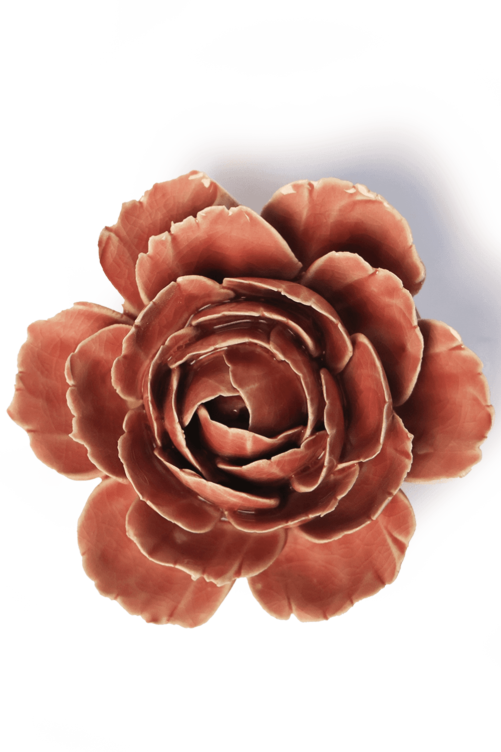 Champagne Pink English Rose - Chive UK