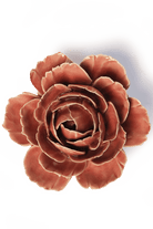 Champagne Pink English Rose - Chive UK