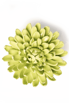 Yellow Green Pompom Mum - Chive UK