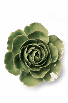 Jade Green English Rose - Chive UK