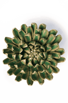 Jungle Green Pompom Mum - Chive UK