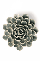 Pewter Blue Zinderella Zinnia - Chive UK