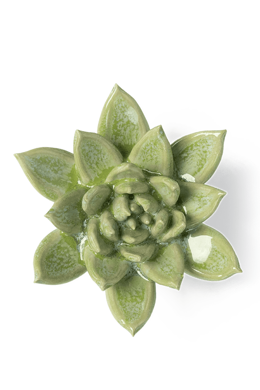 Pea Green Ghost Succulent - Chive UK