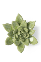 Pea Green Ghost Succulent - Chive UK