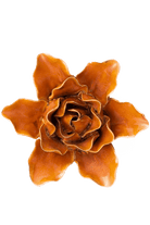 Burnt Orange Stargazer Lily - Chive UK