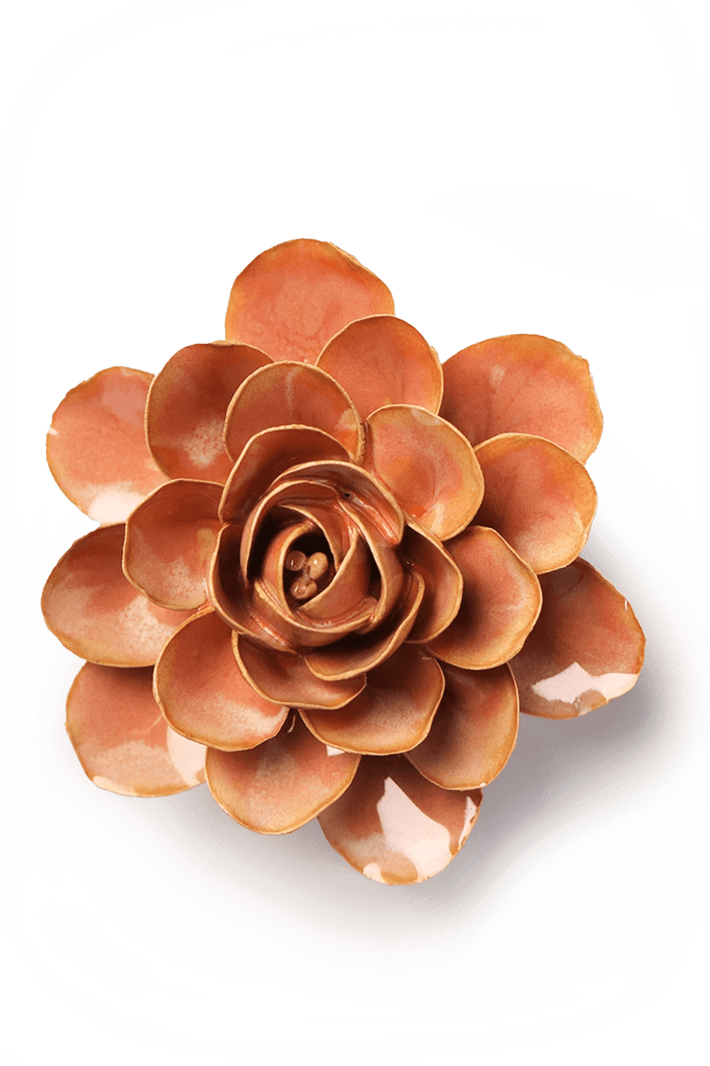 France Peach Pink Begonia - Chive UK
