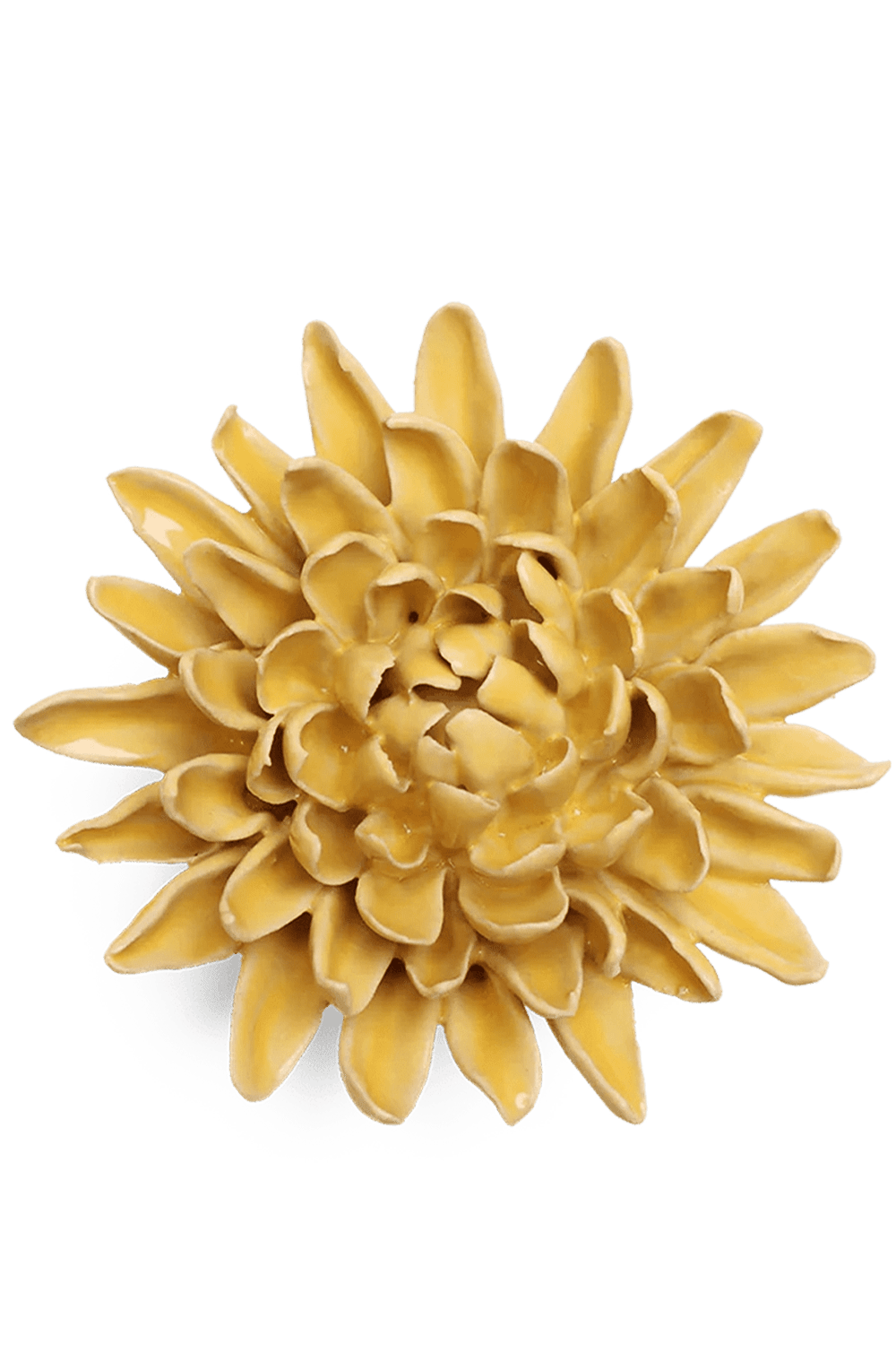 Buttercup Yellow Chrysanthemum - Chive UK