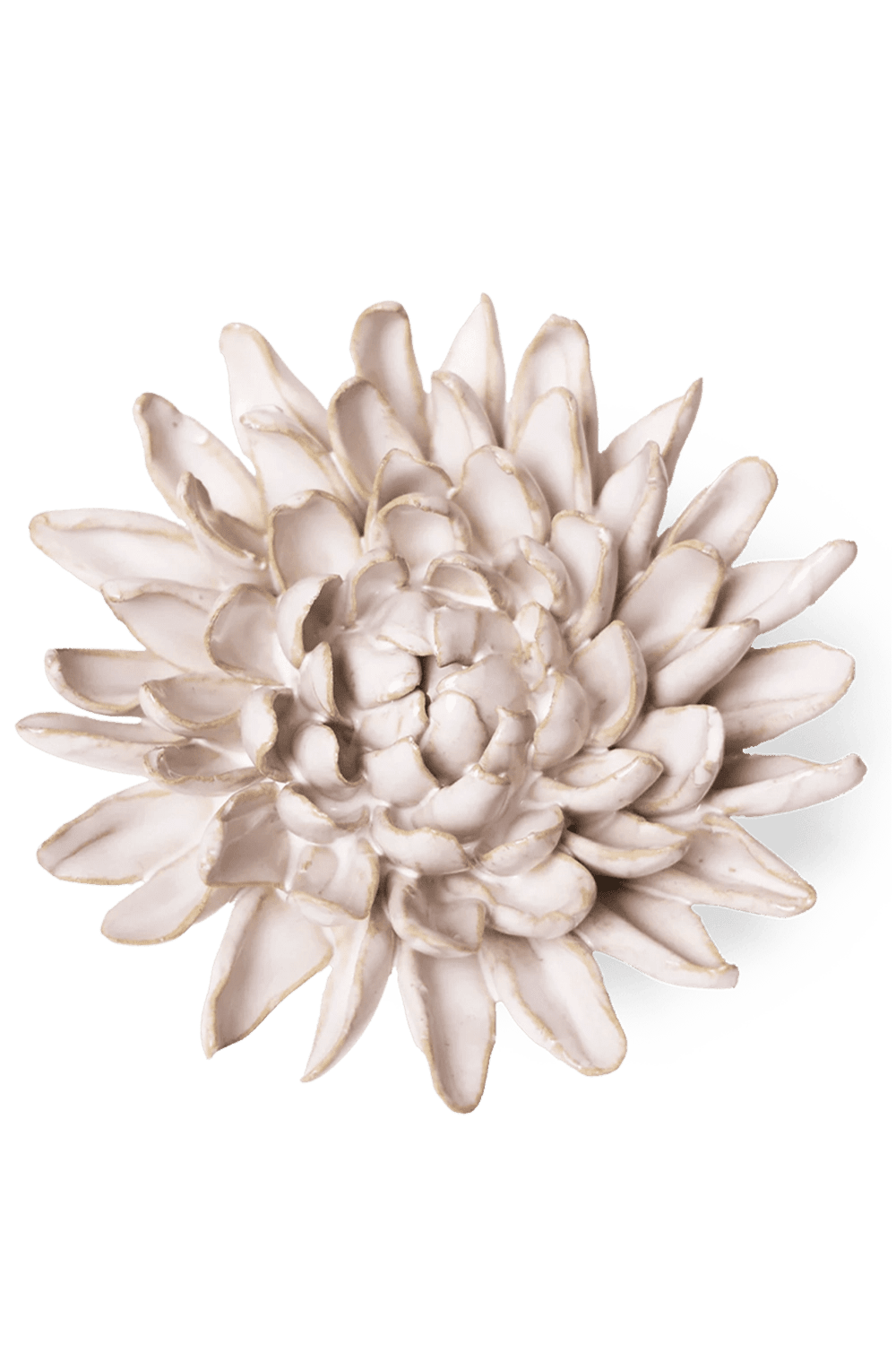 Ivory Chrysanthemum - Chive UK