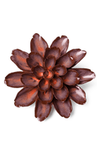 Peach Mocha Cornflower - Chive UK