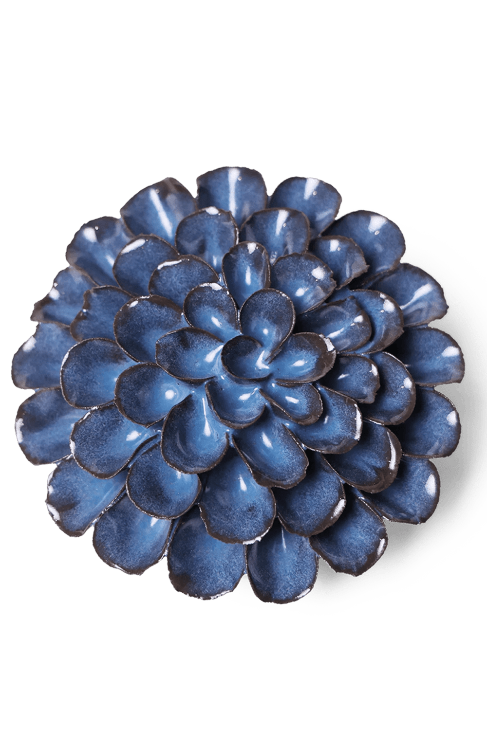 Blue Noir Pompon Dahlia - Chive UK