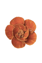 Burnt Orange Poppy - Chive UK