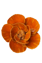 August Birth Flower - Poppy - Chive UK
