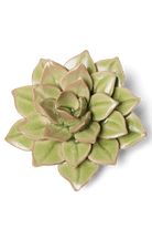Peridot Green Fairy Echeveria - Chive UK