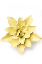 Lime Yellow Tiger Lily - Chive UK