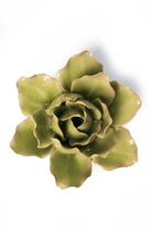 Peridot Stargazer Lily - Chive UK