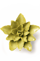 Chartreuse Tiger Lily - Chive UK