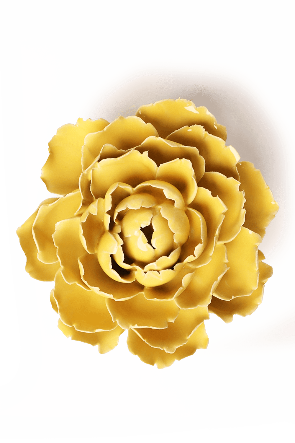 Buttercup Yellow Gay Paree Peony - Chive UK