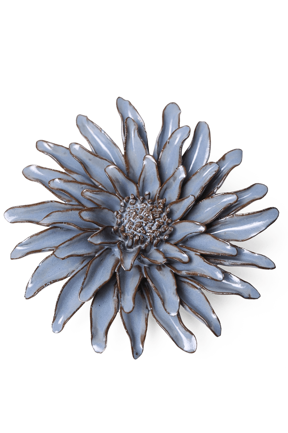 Blue Grey Gerbera Daisy - Chive UK