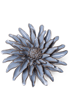 Blue Grey Gerbera Daisy - Chive UK