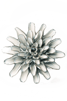 Blue White Lexi Cornflower - Chive UK