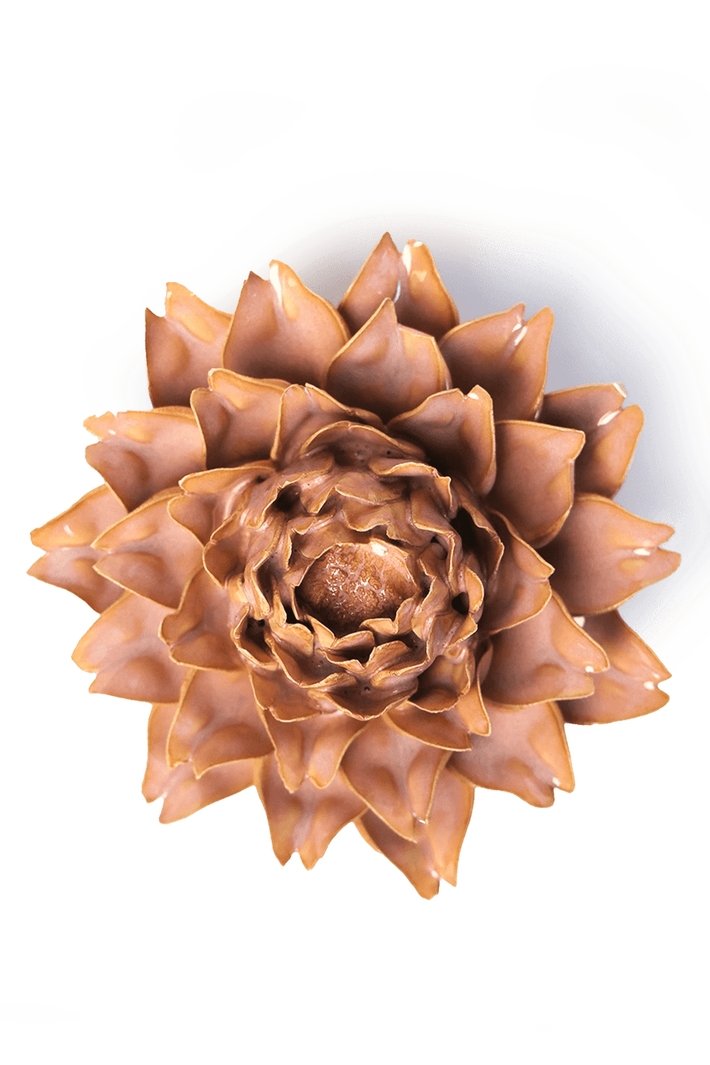 Rose Pink King Protea - Chive UK