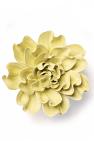 Lime Yellow Larkspur - Chive UK