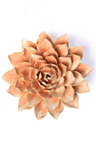 Peach Pink Madonna Azalea - Chive UK