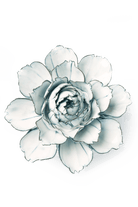 Blue White Carnation - Chive UK