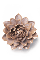 Pink Sand Starbrite Water Lily - Chive UK