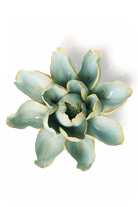 Robin's Egg Blue Aurora Water Lily - Chive UK
