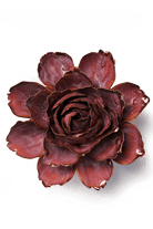 Dewberry Camellia - Chive UK