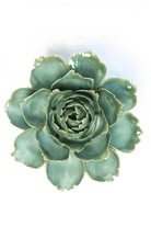 Milk Teal Camellia - Chive UK