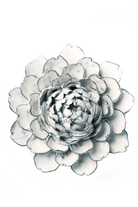 Blue White Hermione Peony - Chive UK