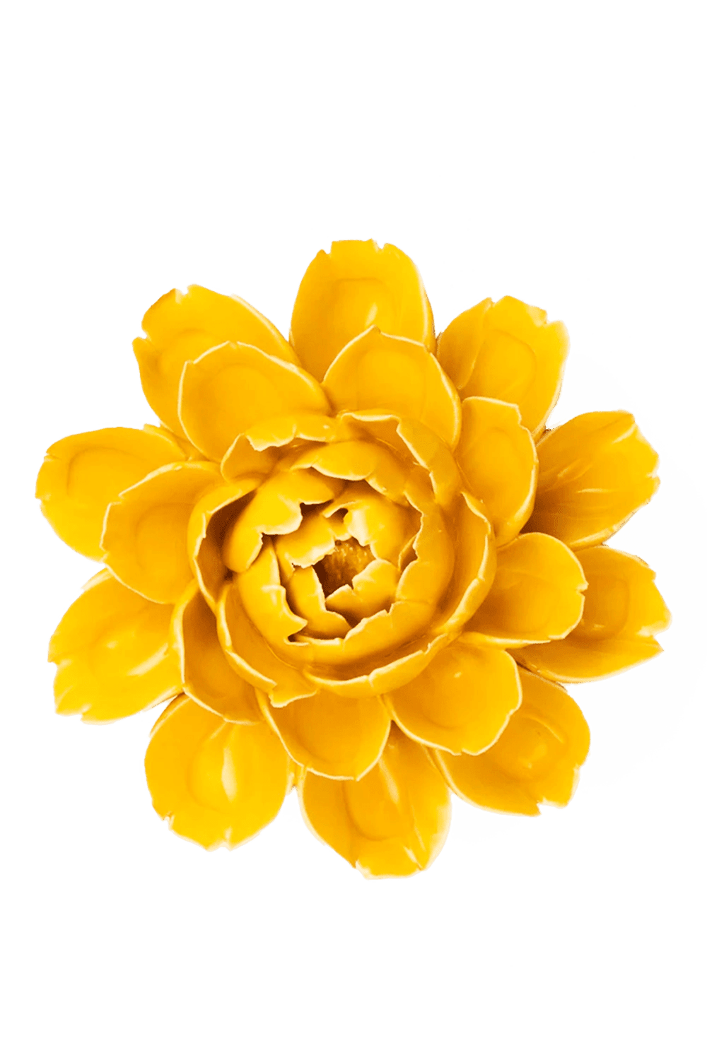 Burnt Yellow Empire Cabbage Flower - Chive UK