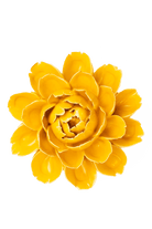 Burnt Yellow Empire Cabbage Flower - Chive UK