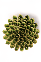 Avocado Green Unicorn Zinnia - Chive UK