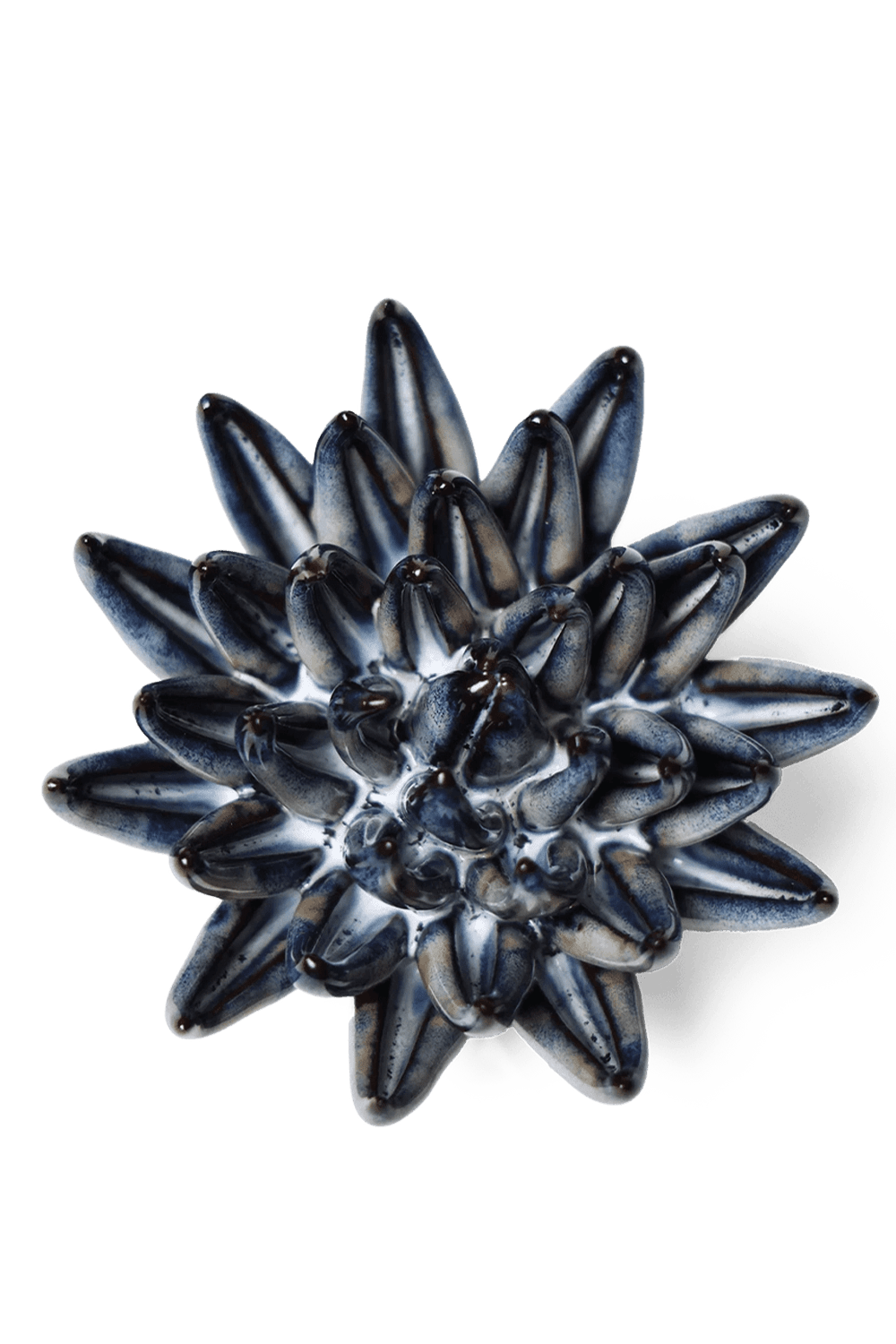 Navy Blue Chalksticks Succulent - Chive UK