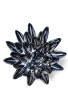 Navy Blue Chalksticks Succulent - Chive UK