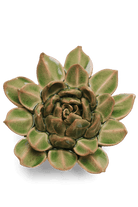Avocado Green Firecracker Succulent - Chive UK