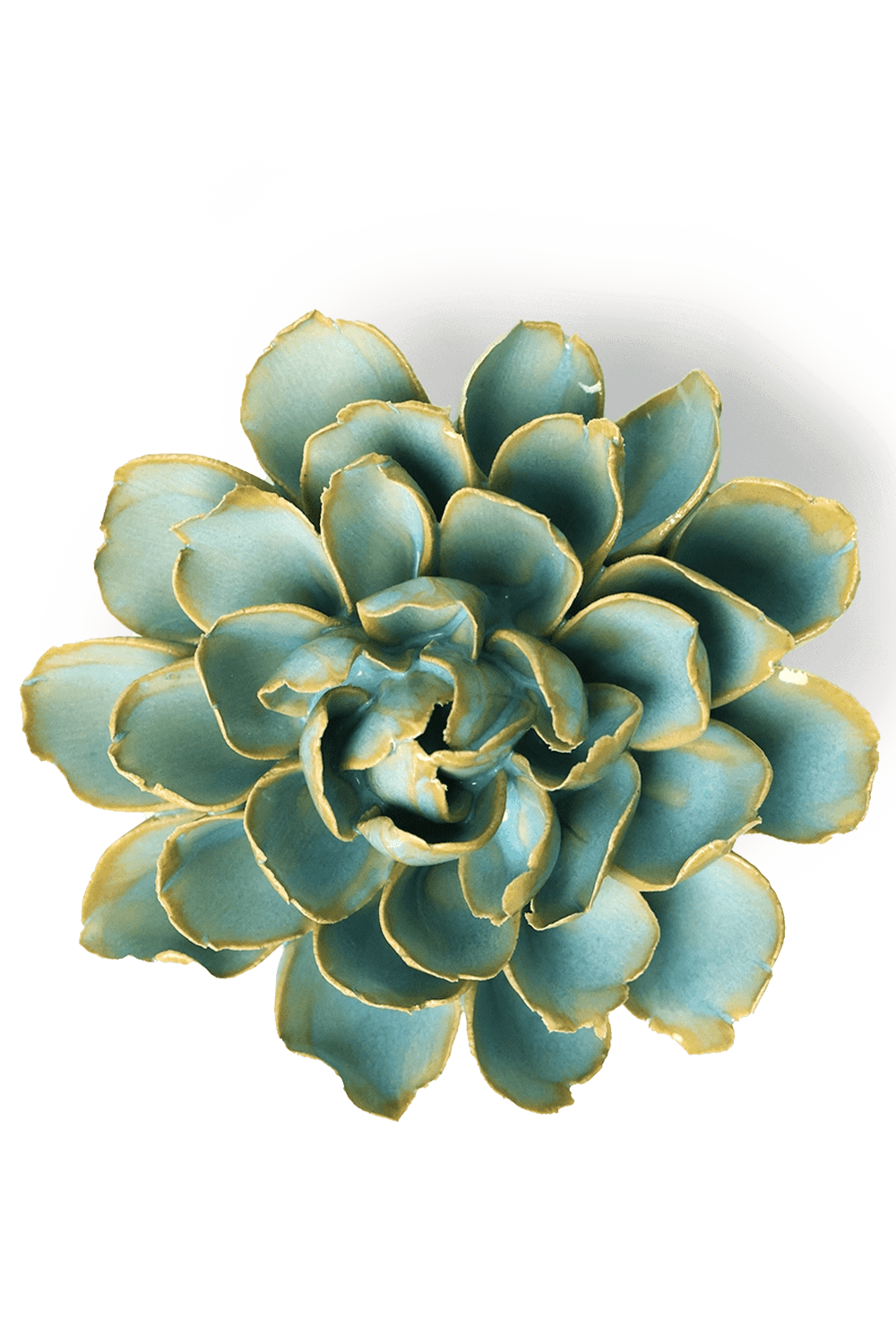 Robin's Egg Blue French Marigold - Chive UK